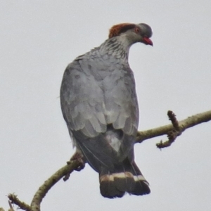 Lopholaimus antarcticus at Kioloa, NSW - 10 Mar 2016