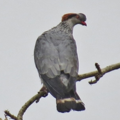 Lopholaimus antarcticus (Topknot Pigeon) at Kioloa, NSW - 9 Mar 2016 by JohnBundock