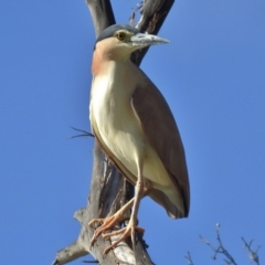 Nycticorax caledonicus (Nankeen Night-Heron) at Tidbinbilla Nature Reserve - 15 Jan 2016 by JohnBundock