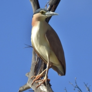 Nycticorax caledonicus at Paddys River, ACT - 16 Jan 2016