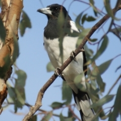 Cracticus nigrogularis (Pied Butcherbird) at Tuggeranong DC, ACT - 13 Mar 2016 by roymcd