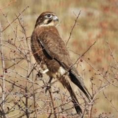 Falco berigora (Brown Falcon) at Tennent, ACT - 29 Jun 2015 by JohnBundock