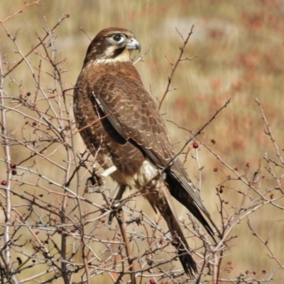 Falco berigora (Brown Falcon) at Tennent, ACT - 30 Jun 2015 by JohnBundock