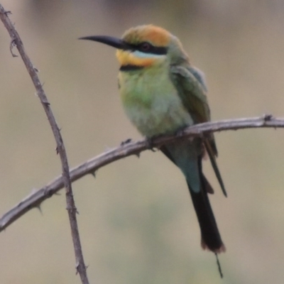 Merops ornatus (Rainbow Bee-eater) at Greenway, ACT - 3 Jan 2016 by michaelb