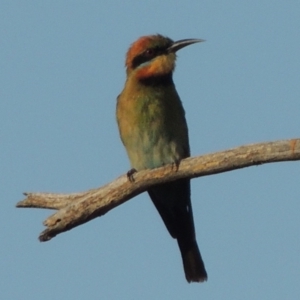 Merops ornatus at Paddys River, ACT - 29 Jan 2014