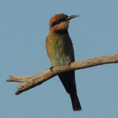 Merops ornatus (Rainbow Bee-eater) at Paddys River, ACT - 29 Jan 2014 by michaelb