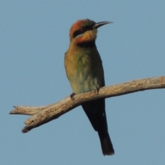 Merops ornatus (Rainbow Bee-eater) at Point Hut to Tharwa - 29 Jan 2014 by michaelb