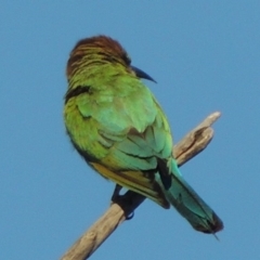 Merops ornatus at Paddys River, ACT - 29 Jan 2014