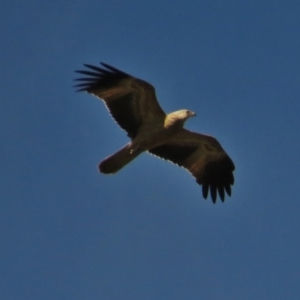 Haliastur sphenurus at Rendezvous Creek, ACT - 22 Apr 2014 12:00 AM