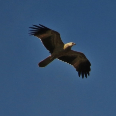 Haliastur sphenurus (Whistling Kite) at Namadgi National Park - 21 Apr 2014 by JohnBundock