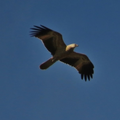 Haliastur sphenurus (Whistling Kite) at Rendezvous Creek, ACT - 22 Apr 2014 by JohnBundock