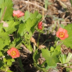 Modiola caroliniana (Red-flowered Mallow) at Conder, ACT - 21 Nov 2015 by michaelb
