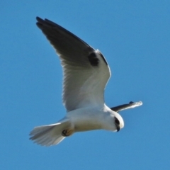 Elanus axillaris (Black-shouldered Kite) at Fyshwick, ACT - 14 Aug 2014 by JohnBundock