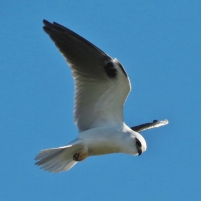 Elanus axillaris (Black-shouldered Kite) at Fyshwick, ACT - 14 Aug 2014 by JohnBundock