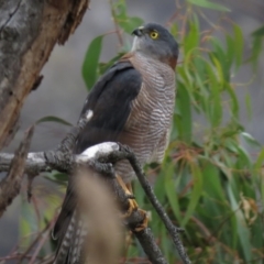 Accipiter cirrocephalus (Collared Sparrowhawk) at Majura, ACT - 23 Apr 2013 by JohnBundock