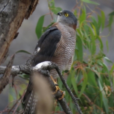 Accipiter cirrocephalus (Collared Sparrowhawk) at Mount Majura - 23 Apr 2013 by JohnBundock