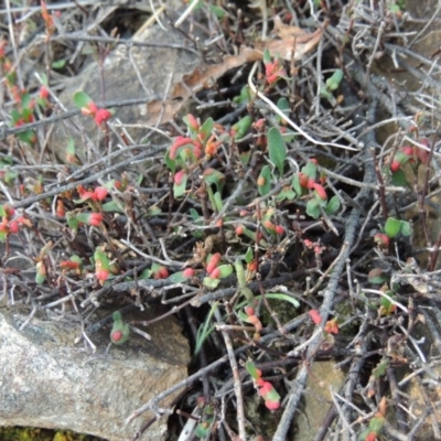 Muehlenbeckia tuggeranong (Tuggeranong Lignum) by MichaelBedingfield