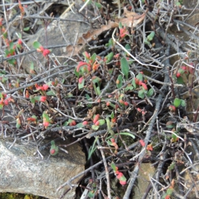 Muehlenbeckia tuggeranong (Tuggeranong Lignum) at Greenway, ACT - 13 Mar 2016 by michaelb