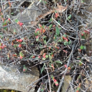 Muehlenbeckia tuggeranong at suppressed - 13 Mar 2016