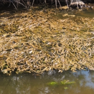 Vallisneria australis at Greenway, ACT - 10 Jan 2016