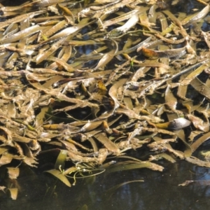 Vallisneria australis at Greenway, ACT - 10 Jan 2016