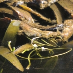 Vallisneria australis at Greenway, ACT - 10 Jan 2016