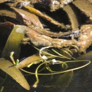 Vallisneria australis at Greenway, ACT - 10 Jan 2016