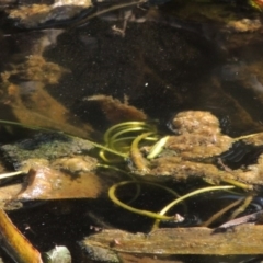 Vallisneria australis at Greenway, ACT - 10 Jan 2016 06:05 PM