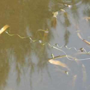 Vallisneria australis at Greenway, ACT - 13 Mar 2016