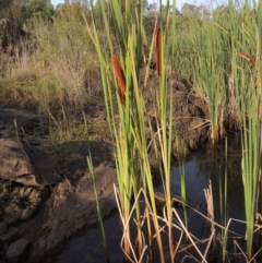 Typha orientalis (Broad-leaved Cumbumgi) at Greenway, ACT - 13 Mar 2016 by MichaelBedingfield