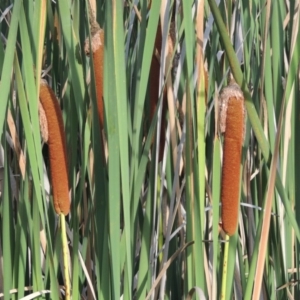 Typha orientalis at Greenway, ACT - 13 Mar 2016 06:23 PM