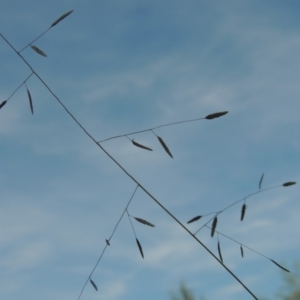 Eragrostis brownii at Greenway, ACT - 13 Mar 2016 06:38 PM