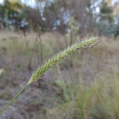 Setaria parviflora (Slender Pigeon Grass) at Pine Island to Point Hut - 13 Mar 2016 by michaelb