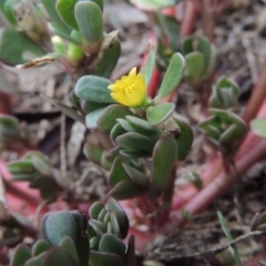 Portulaca oleracea (Munyeroo ,Pigweed, Purslane) at Conder, ACT - 10 Mar 2016 by michaelb