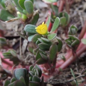 Portulaca oleracea at Conder, ACT - 10 Mar 2016 12:18 PM