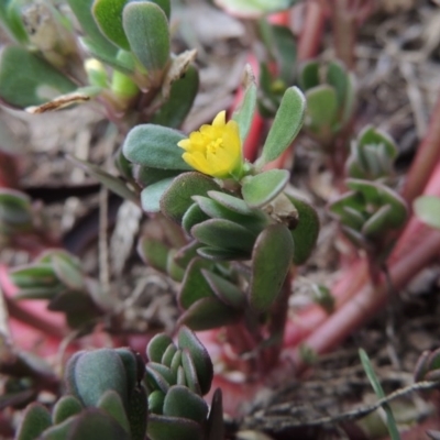 Portulaca oleracea (Munyeroo ,Pigweed, Purslane) at Conder, ACT - 10 Mar 2016 by michaelb