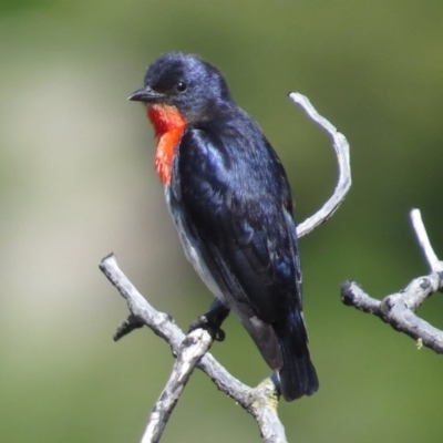 Dicaeum hirundinaceum (Mistletoebird) at Kambah, ACT - 30 Oct 2014 by JohnBundock