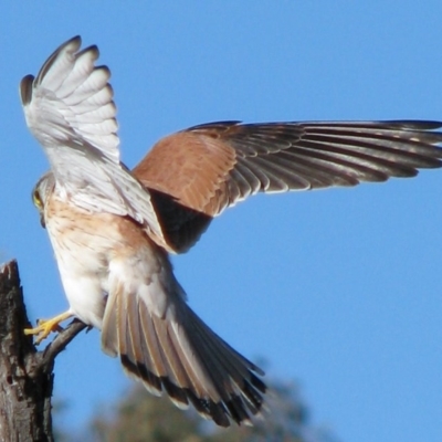 Falco cenchroides (Nankeen Kestrel) at Percival Hill - 15 Sep 2007 by gavinlongmuir