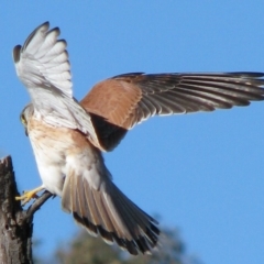 Falco cenchroides (Nankeen Kestrel) at Percival Hill - 15 Sep 2007 by gavinlongmuir