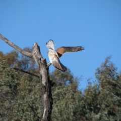 Falco cenchroides at Nicholls, ACT - 15 Sep 2007