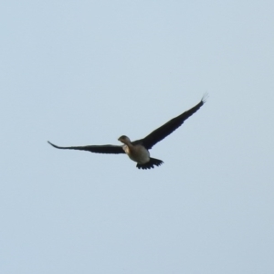 Microcarbo melanoleucos at Kambah, ACT - 14 Mar 2016 09:38 AM