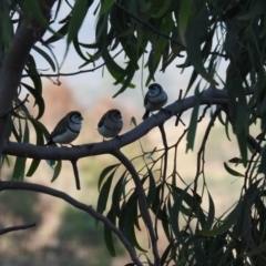 Stizoptera bichenovii (Double-barred Finch) at McQuoids Hill - 14 Mar 2016 by ArcherCallaway