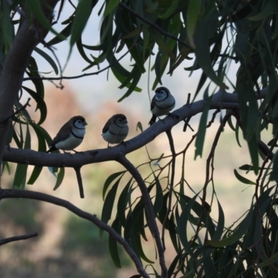 Stizoptera bichenovii (Double-barred Finch) at McQuoids Hill - 13 Mar 2016 by ArcherCallaway