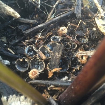 Cyathus sp. (A Bird's Nest Fungus) at Ainslie, ACT - 14 Mar 2016 by ShaneBreynard