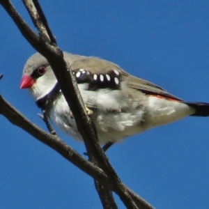 Stagonopleura guttata at Paddys River, ACT - 14 Aug 2014