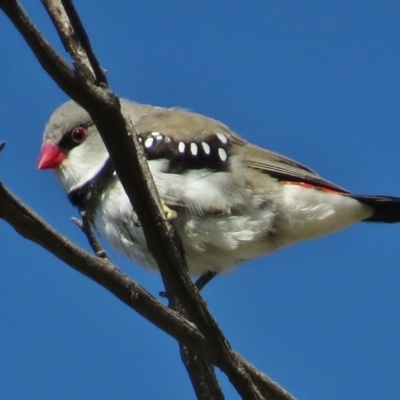 Stagonopleura guttata (Diamond Firetail) at Birrigai - 13 Aug 2014 by JohnBundock