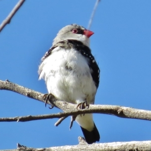 Stagonopleura guttata at Paddys River, ACT - 14 Aug 2014