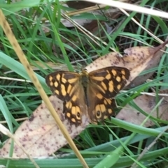 Heteronympha paradelpha (Spotted Brown) at Bruce, ACT - 13 Mar 2016 by ibaird