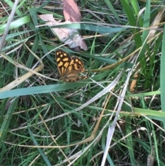 Heteronympha paradelpha at Undefined Area - 13 Mar 2016 01:27 PM