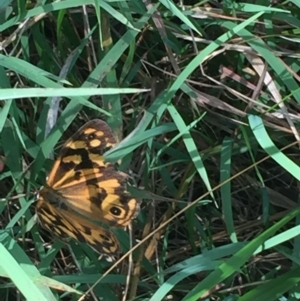 Heteronympha paradelpha at Bruce, ACT - 13 Mar 2016